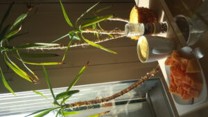 Healthy breakfast :papaya and pineapple shake with chocolate pepper 